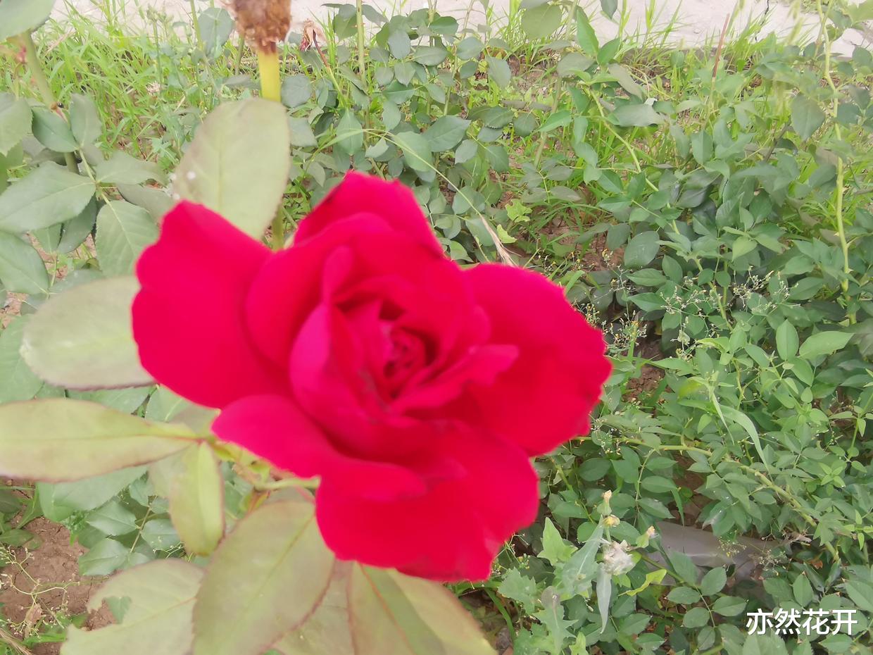 |职场写作:项目总结报告的写作技巧