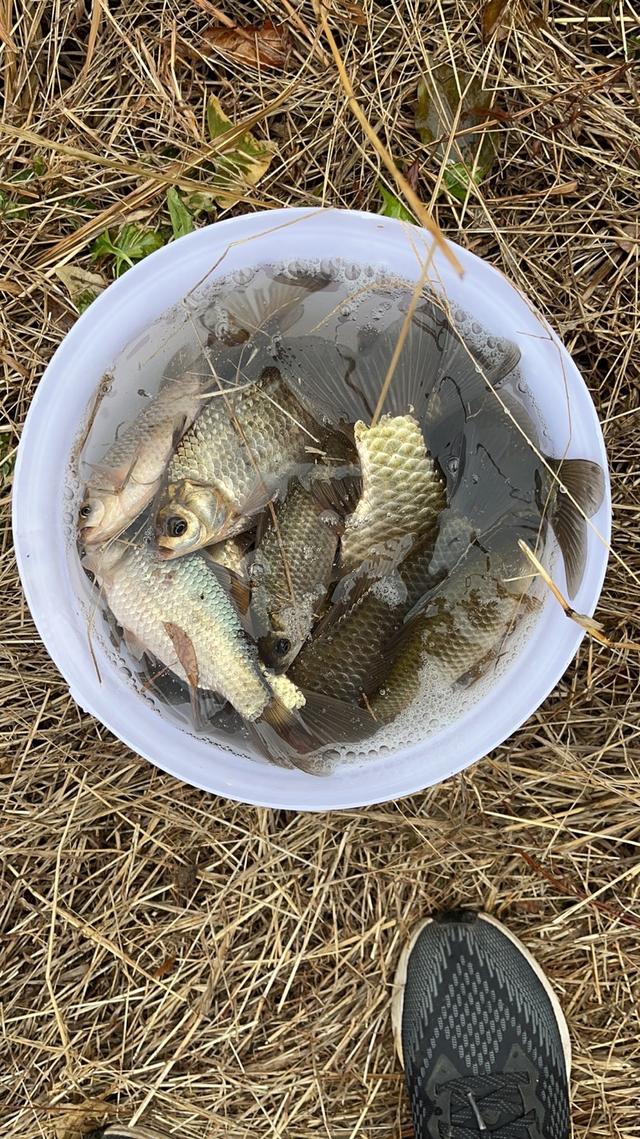 |新年新气象，河沟里的大板鲫