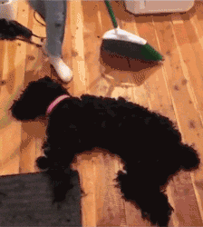 佘诗曼|佘诗曼晒家宴无比奢华烤乳猪特可爱