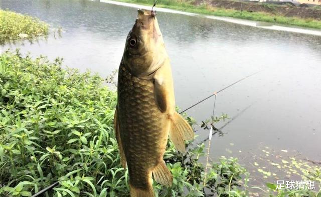 饵料|夏季忌用蚯蚓钓鱼？这些场景用蚯蚓野钓，鲫鱼连竿不断