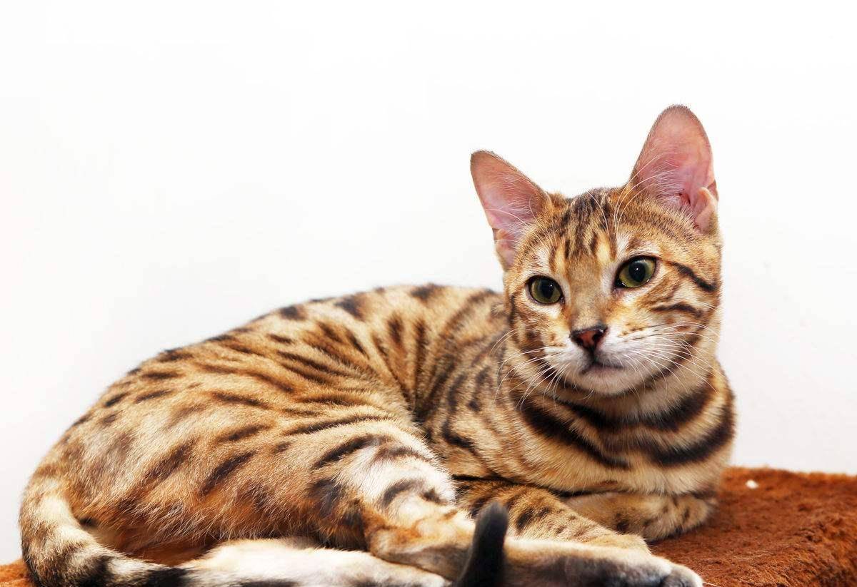 科普时刻:一文读懂孟加拉豹猫的前世今生
