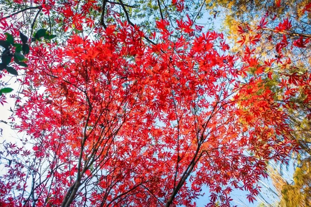 小红书|枫红了！广西标志性赏枫秘境，又到最佳观赏期！|广西旅游年卡