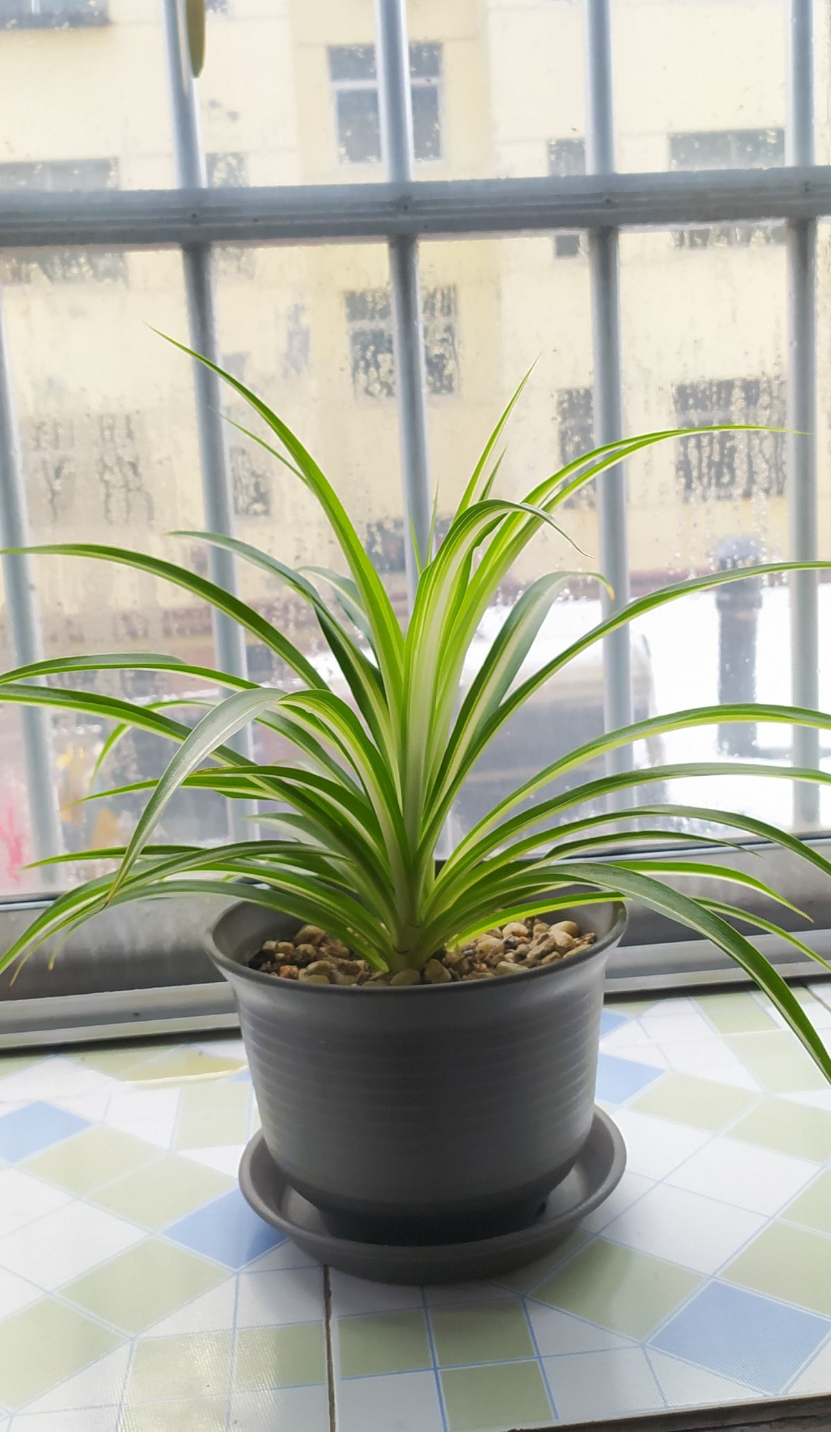 15种养人植物,养在家里身心舒畅,你养过几种