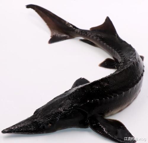 |如果你不小心，以下四种鱼都能把你拉下水