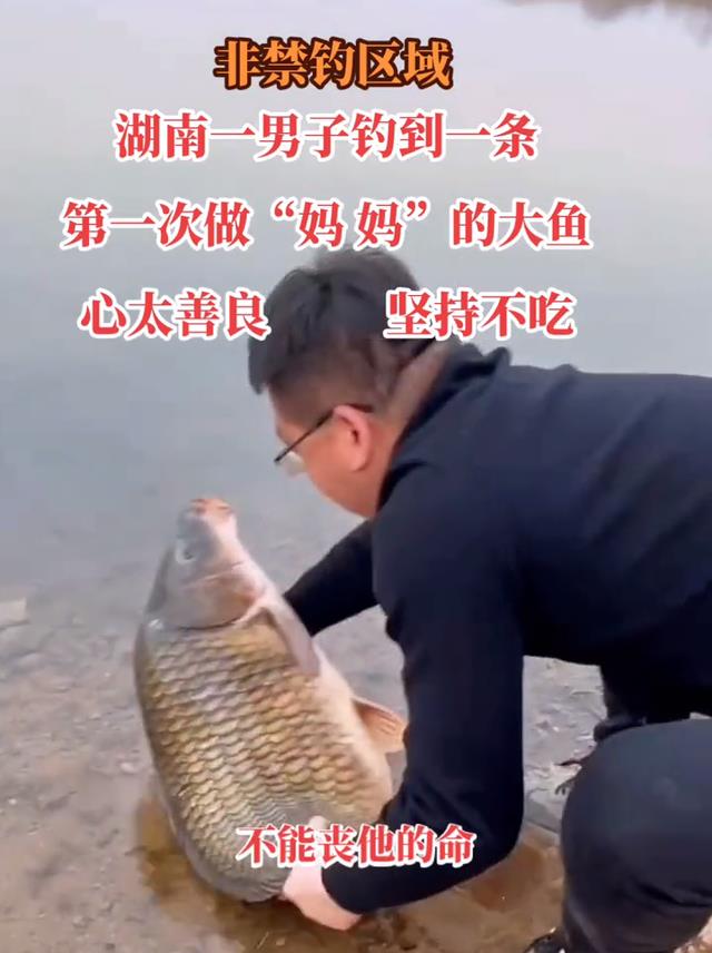 湖南|湖南钓鱼人放生几十斤“鲤鱼王”获赞，网友：心地善良还去钓鱼？