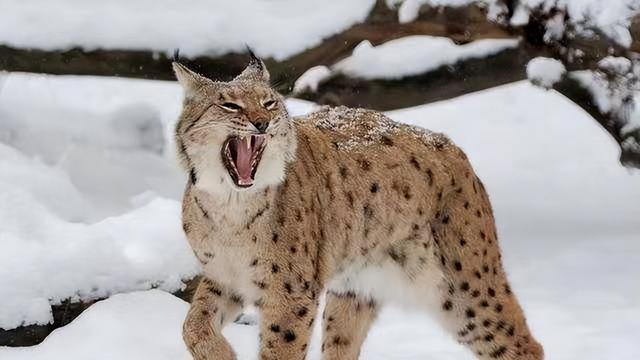 猞猁是狼的天敌?猞猁真的是“屠狼机器”,让狼群闻风丧胆?