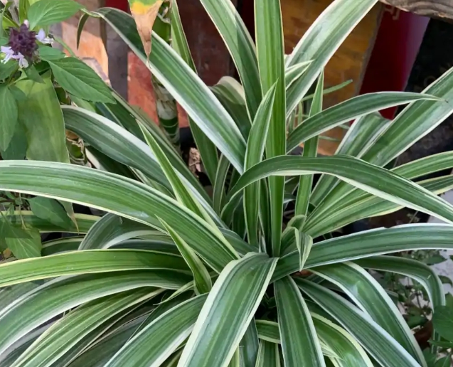 我家卫生间被一种植物“占领”了……