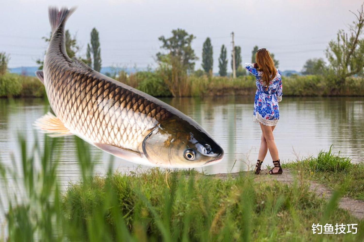 草鱼|夏季钓草鱼用什么味型？夏钓草鱼的6大垂钓要点和饵料味型