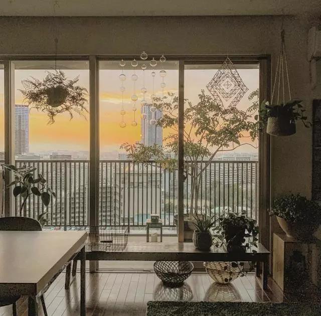 这位59岁阿姨,用绿植把家装满,目光所及皆是风景,把生活过成诗