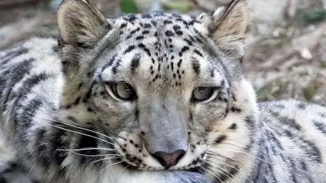 2008年新疆牧民捡两“猫崽”,越喂越不对劲,专家看后发现端倪