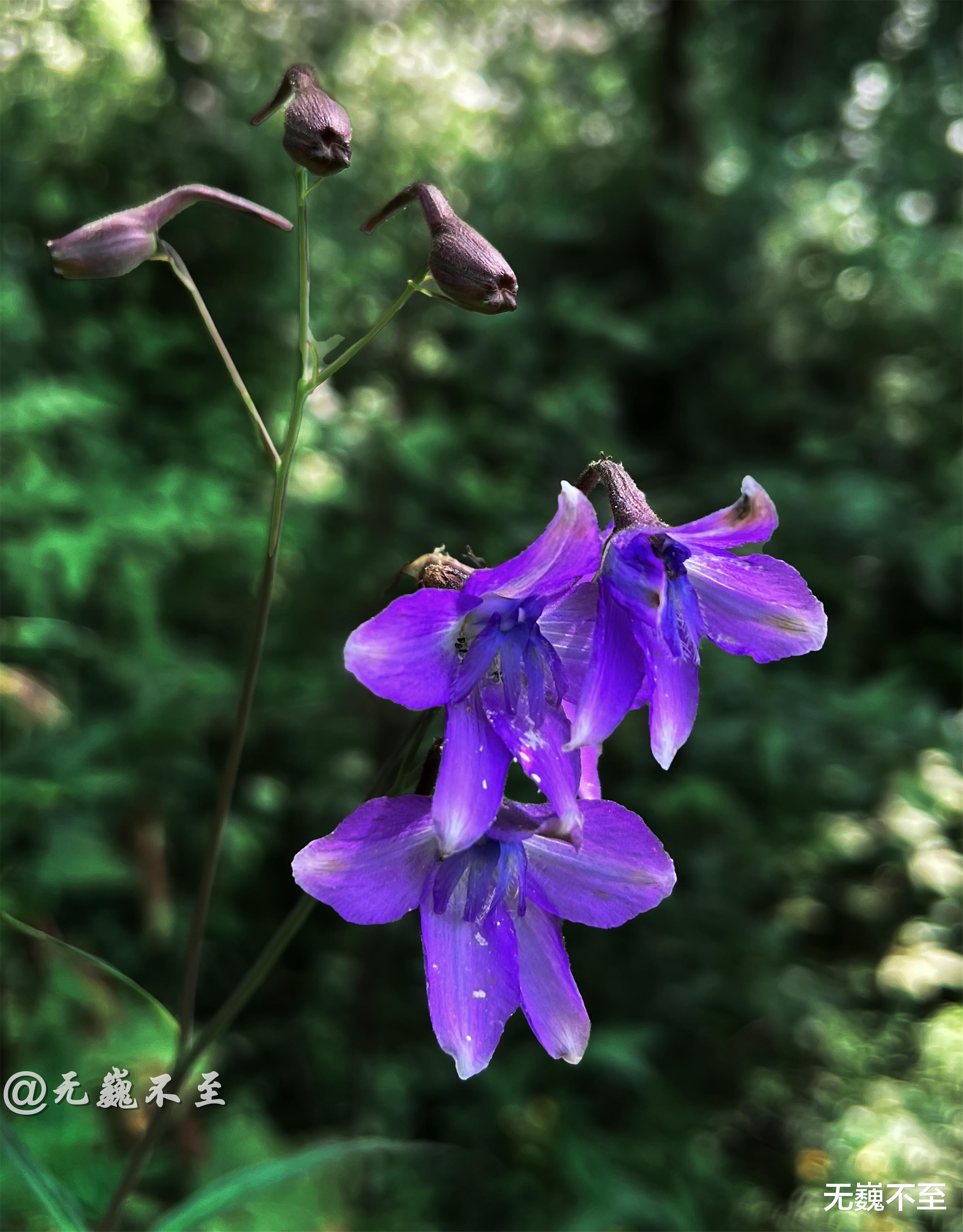 四川省|九顶归来不看花，但是这些花名你知道吗？科普一下不就认识啦