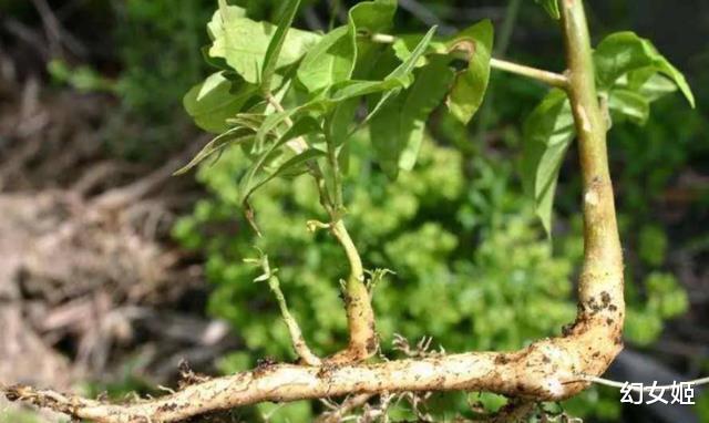 美国泛滥成灾的臭椿树，为啥到了中国无法豪横呢？看后涨知识