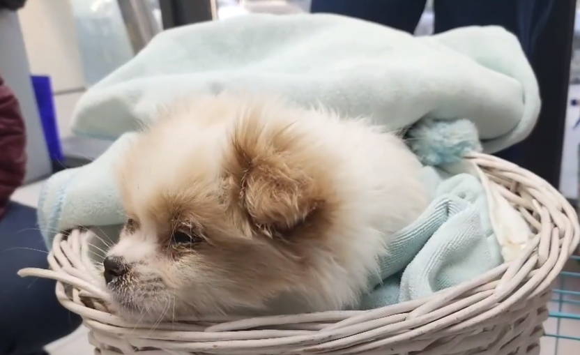 得了犬瘟后，不仅不给它治病，还把它扔在冷库里！获救的小狗眼里满是无助