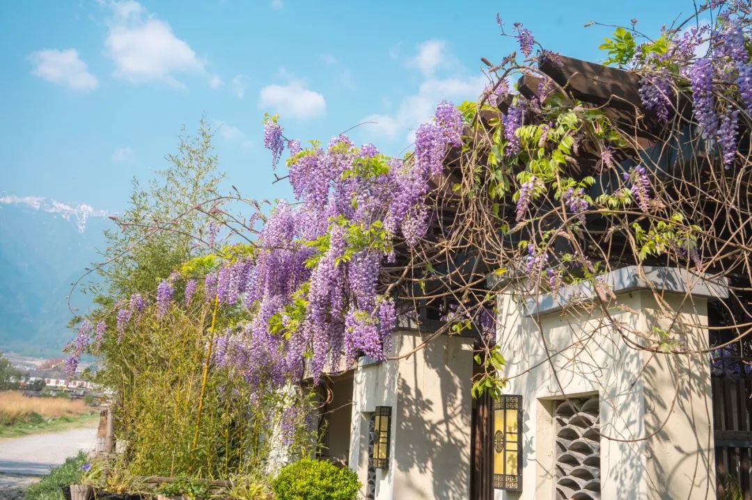 张馨予|离开李晨8年后，张馨予4000万后花园火了：终于活成了别人羡慕的模样