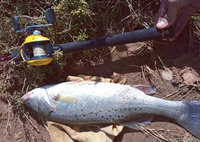 智商税|江苏一河道成天然黑坑,钓鱼人慕名前往,钓友:年年如此今年最多