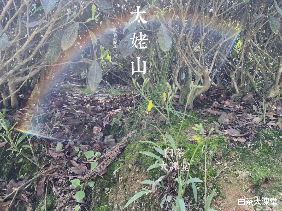 旅行|为什么说海拔越高，白茶的品质就越好？高山云雾出好茶是真的吗？