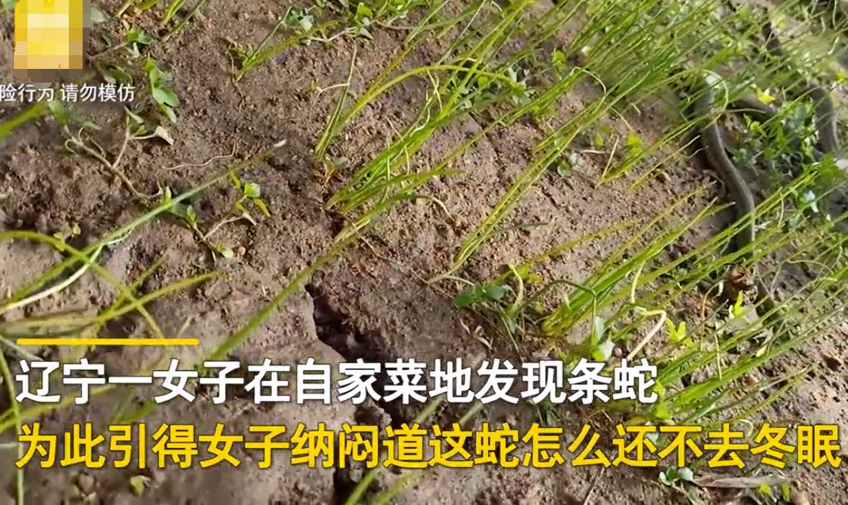 女子菜地发现蛇,一脚踩住录像发网上,网友关心女子:你还活着吗