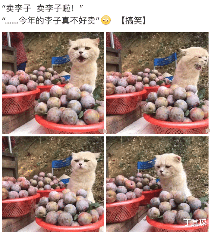 龙鱼|“钓鱼被咬了，不过钓到了一条招财龙鱼，不亏...”评论沸腾了