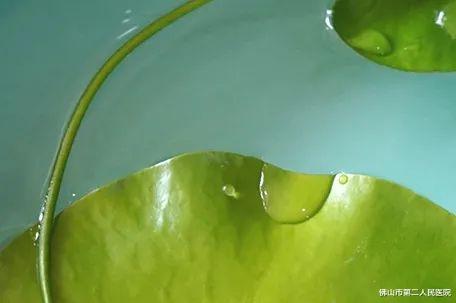 处暑|【处暑】夏去暑犹在,4款养生食疗方助你防暑热+防秋燥