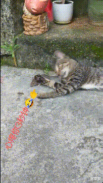 |“钓鱼被咬了,不过钓到了一条招财龙鱼,不亏...