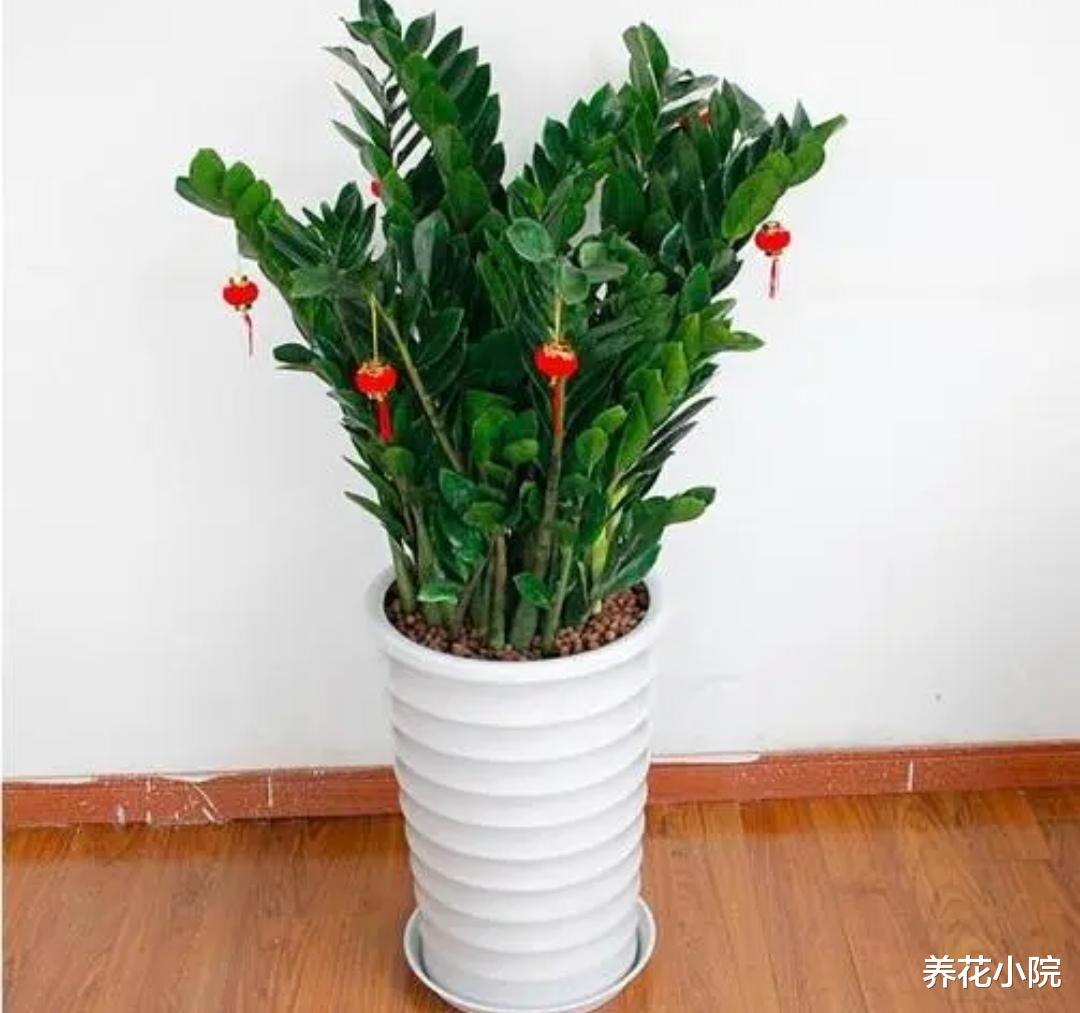 6种“漂亮植物”,放客厅,美观大方,空气清新
