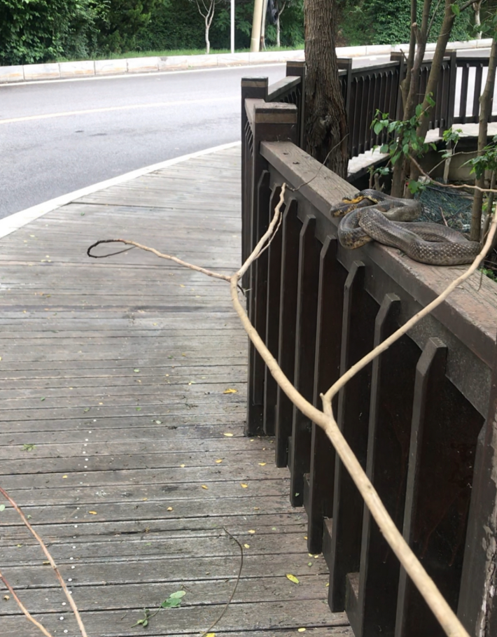 大连|大蛇盘在滨海路木栈道护栏上，谁看了冷不丁会被吓一跳