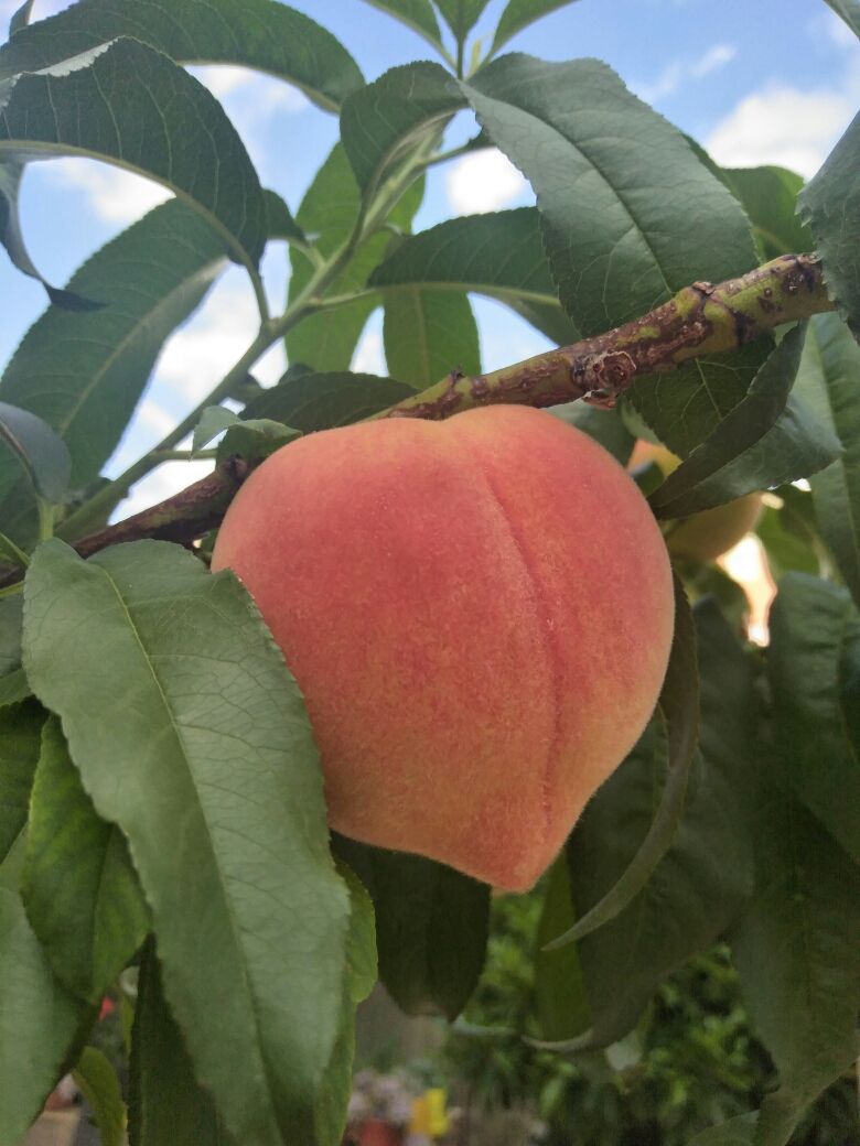 3种植物养家里,有福多、寿多、子多好兆头,从古至今都流行