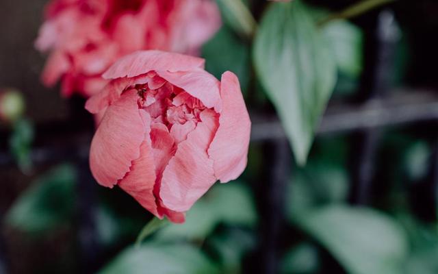 生肖|大器晚成的生肖有哪些？