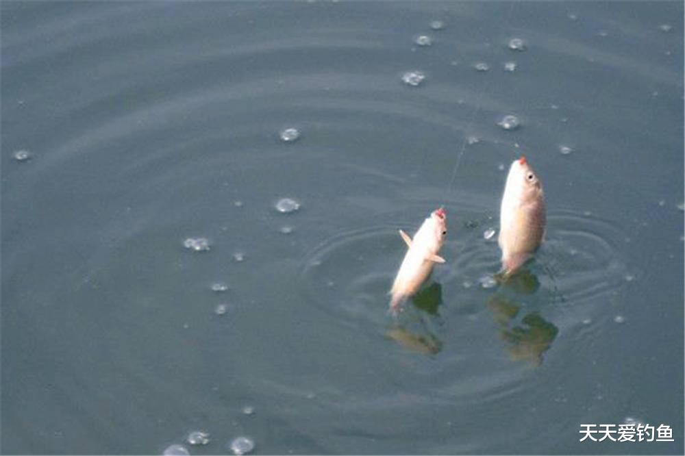 鲫鱼|小寒到大寒,天冷鱼扎堆,3种方法找到大鲫鱼藏身地