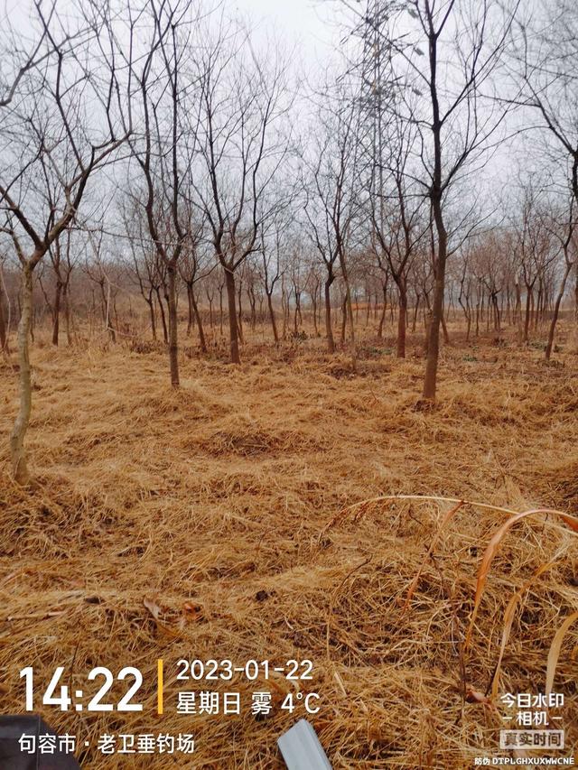 鱼塘|鱼儿身残志坚,人生亦如此!