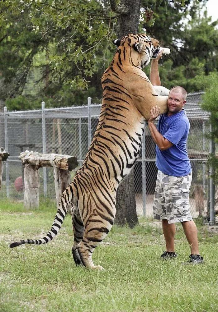 盘点那些猛禽巨兽真实大小