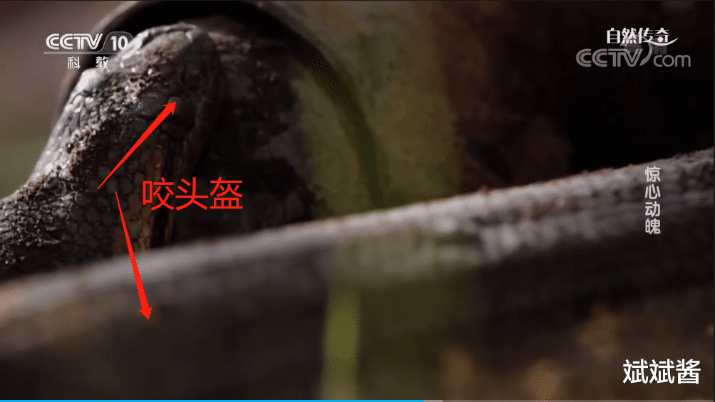 人类能否在蟒蛇肚子里自救？美国探险家亲自用水蚺试验告诉你答案