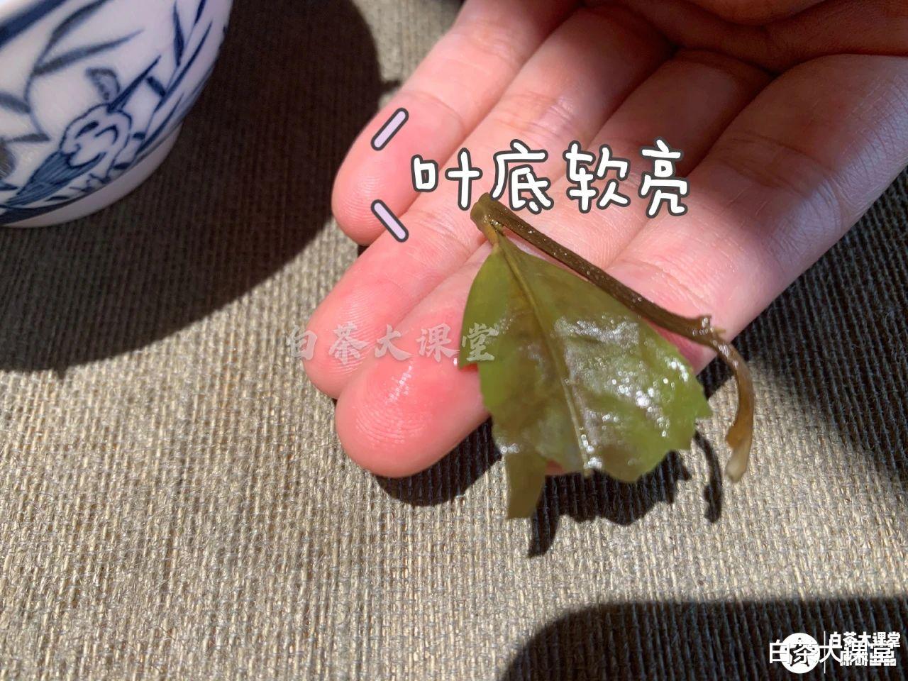 茶叶|你的白茶有可能已经变质不能喝,4个方法快速自查,早发现早省心