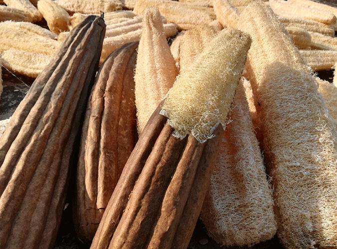 丝瓜络|一味药调8种病！舒通气血，专通经络！