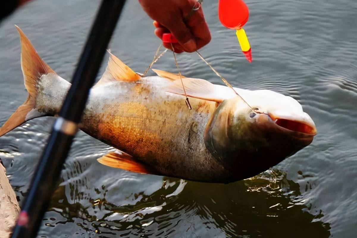 鲢鳙|伏天钓鲢鳙，掌握下面这三点，在哪里下竿都不会空军