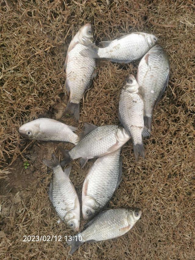 |作钓、考察又做酒米，钓鱼人的生活乐趣多多。