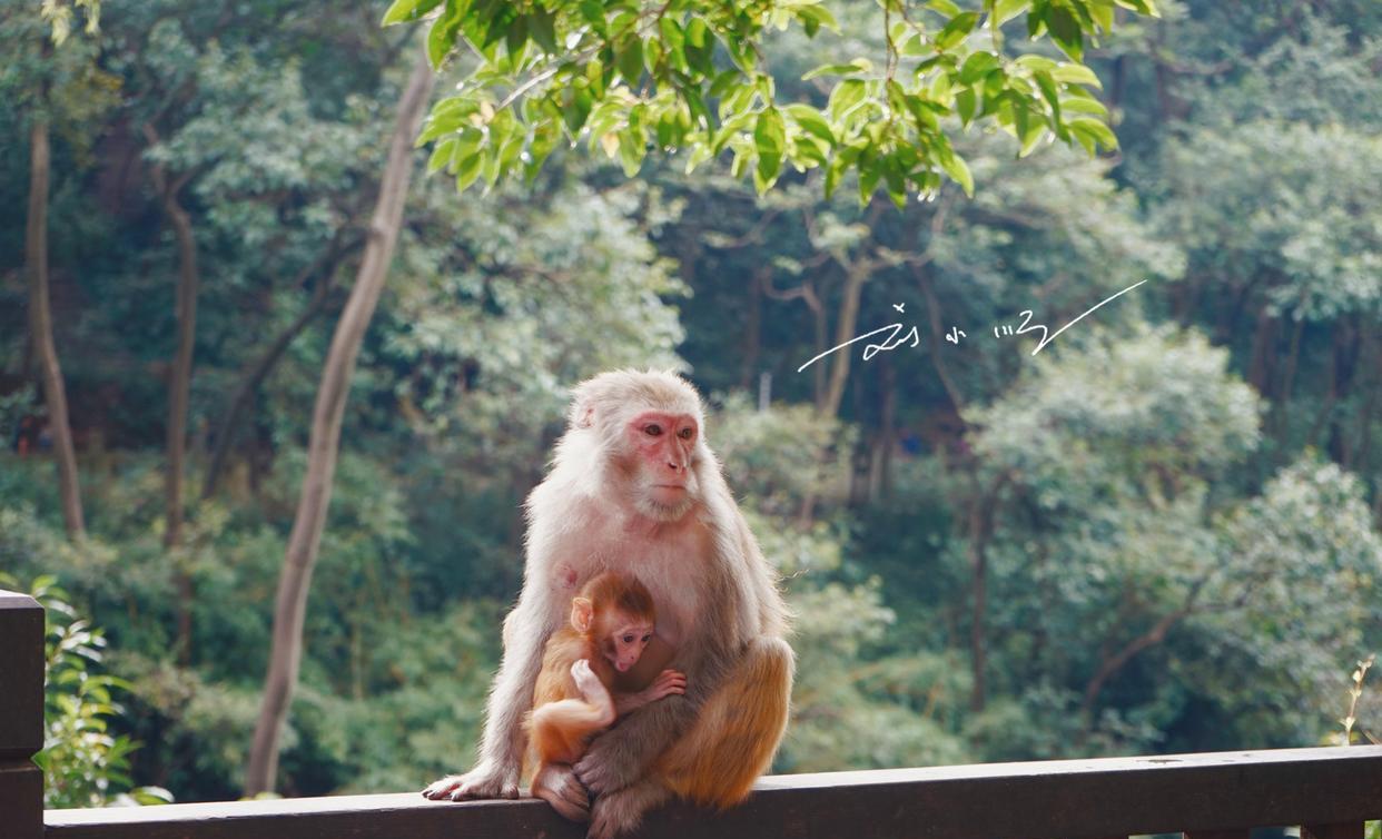 贵阳|贵阳这个“风水宝地”,有“黔南第一山”的美誉,猴子媲美峨眉山