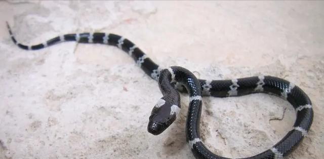 银环蛇|广西一男子晚上河边钓鱼，“米级”银环蛇不请自来，网友：骗人的