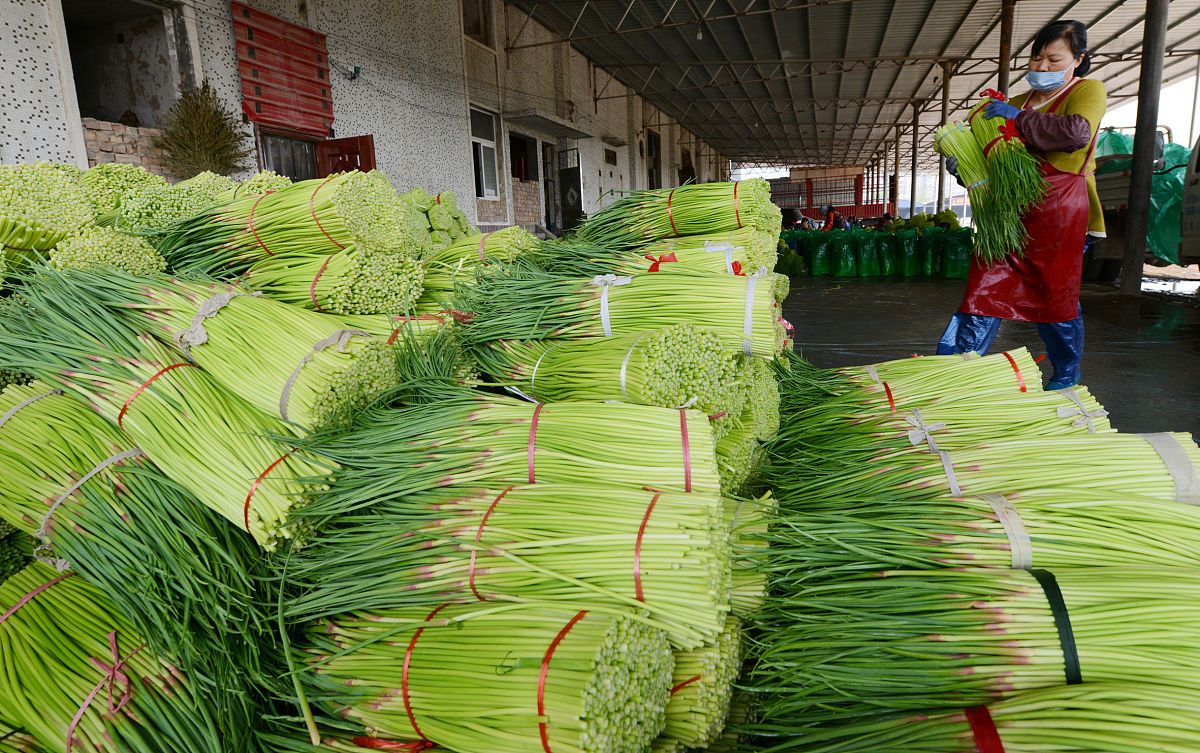 买蒜苔时,遇到“红帽”和“白帽”怎么选?菜农教你技巧,别瞎买