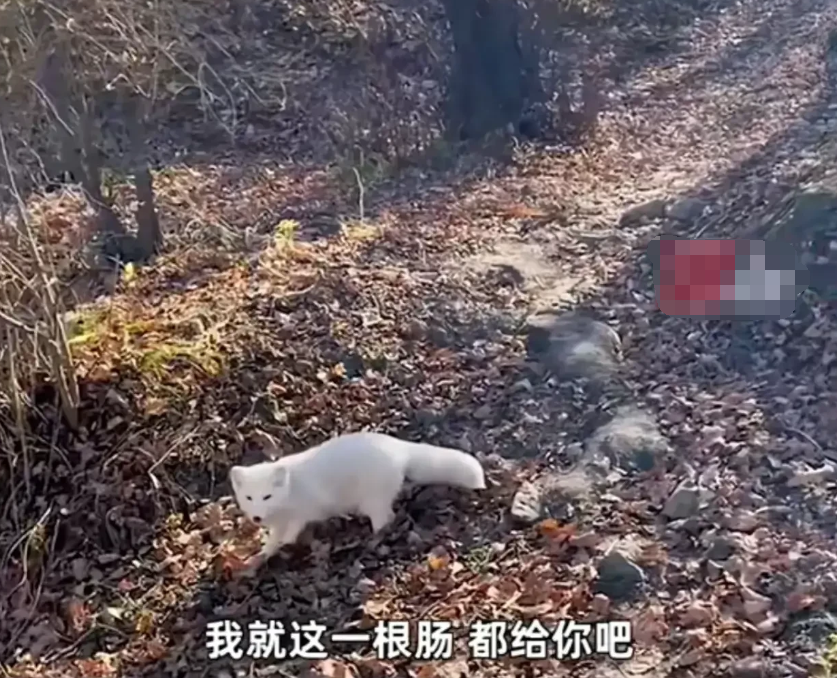 聊斋再现?男子投喂白狐后被引见给同伴,看上小伙了,想拜堂成亲