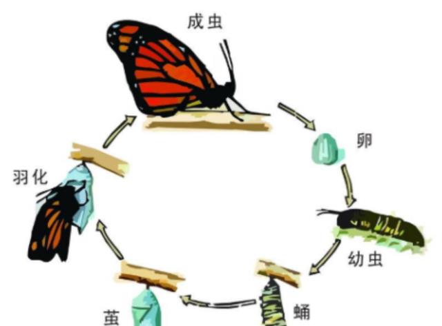 世间最变态的生物是什么?是蝴蝶!最残忍的生物还是蝴蝶
