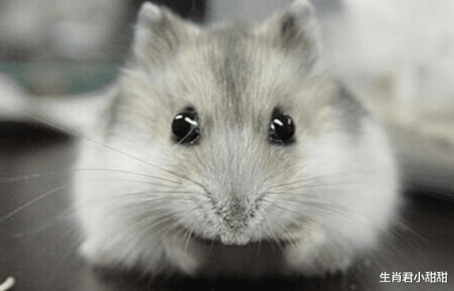 运势|天降大运财运来袭，生肖鼠得到大好运势加持，赚钱赚到盆满钵满