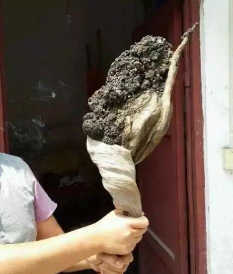 文玩|又一种恶心文玩出现了，据说带屎越多越值钱！