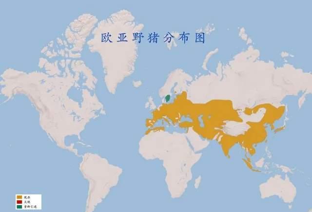 多地下“杀猪令”,拟被踢出“三有动物”,野猪在“作”什么?