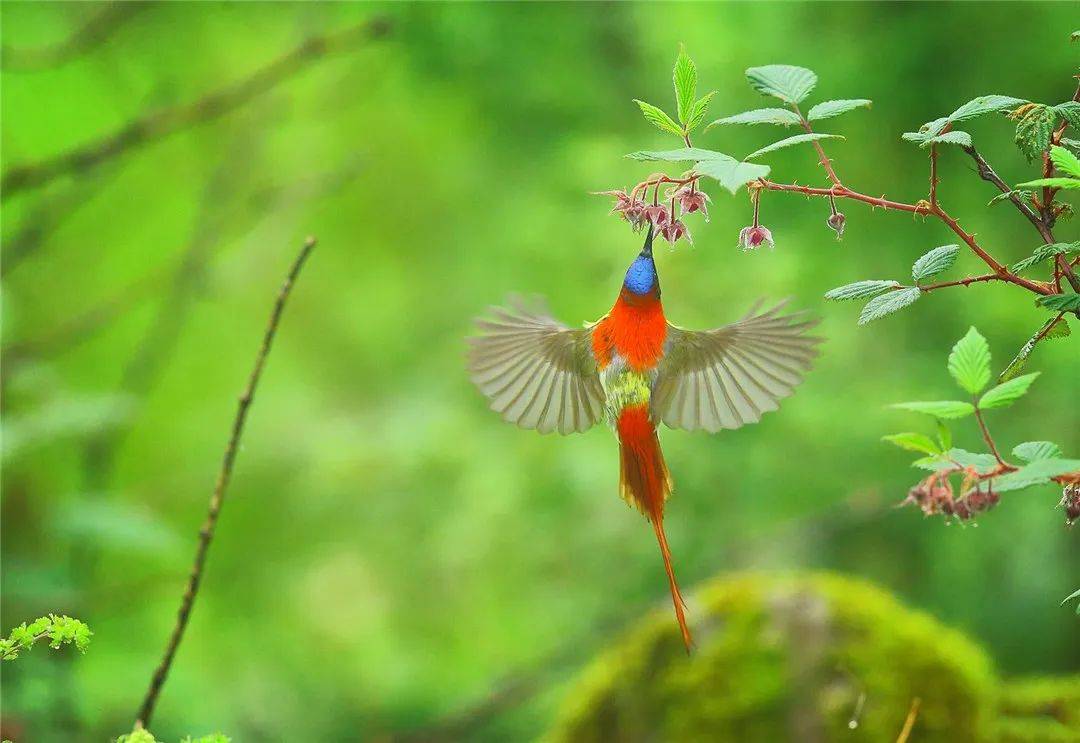 西藏|西藏出现太阳鸟，黑嘴巴红尾巴，不到10克重