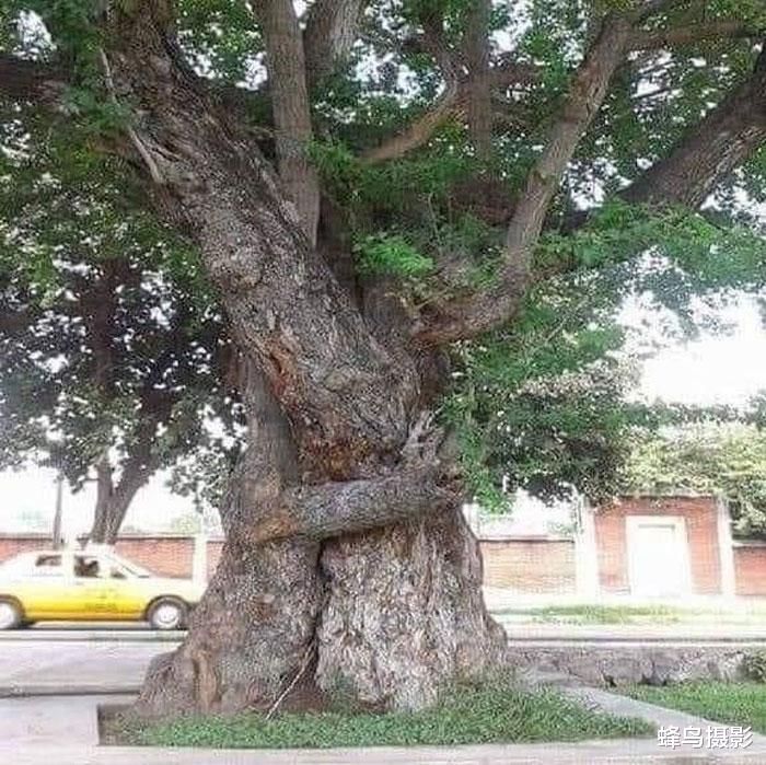 32张活久未见的照片,1200万年前的螳螂,15米长的泰坦巨蟒