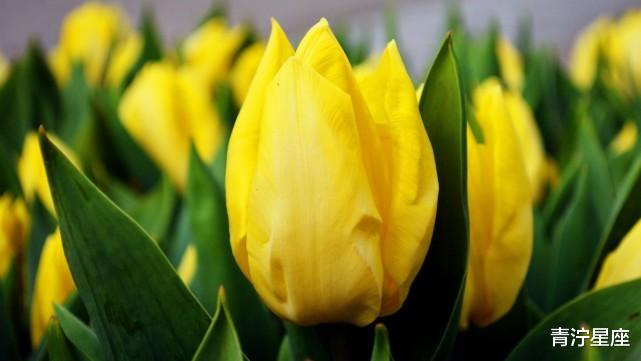 金牛座|乐于助人，品德优良，以德服人的几个星座