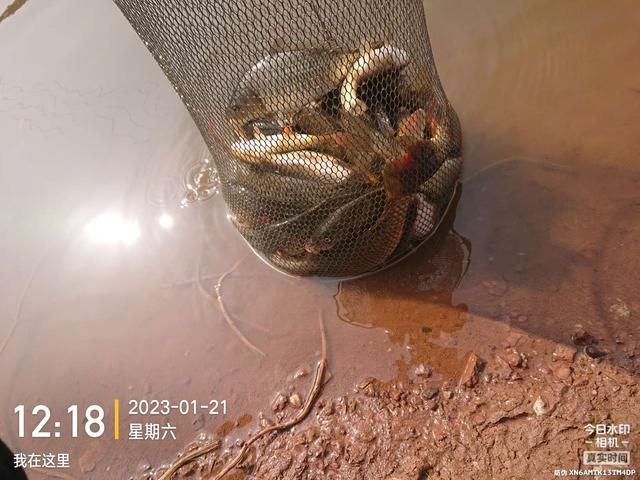 饵料|开竿鲤收竿鲫，红鲤中寻大鲫