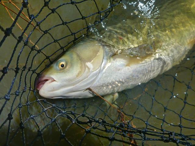 鲤鱼|干货|钓具钓组的配备及垂钓时间的选择