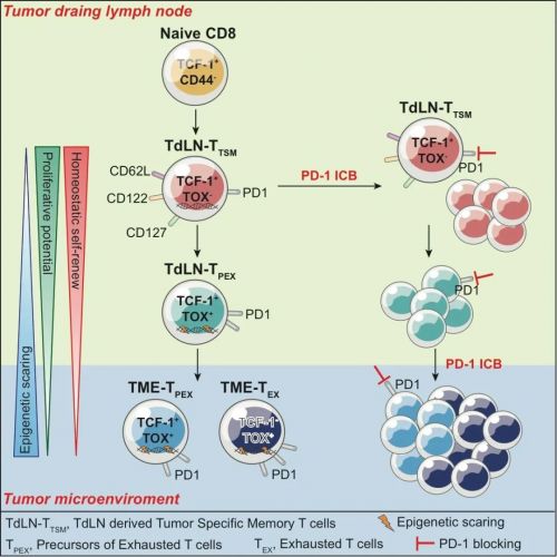 Cell:癌症免疫疗法新突破,叶丽林等发现全新肿瘤记忆T细胞